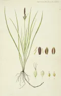 Осока свинцово-зелёная (Carex livida). Ботаническая иллюстрация