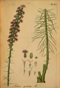 Лиатрис колосковый (Liatris spicata). Ботаническая иллюстрация