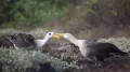 Галапагосский альбатрос (Phoebastria irrorata). Брачный танец