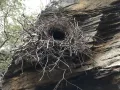 Большая птица-лира (Menura novaehollandiae). Гнездо