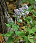 Астра сердцелистная (Symphyotrichum cordifolium). Соцветия и листья