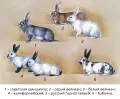 Разнообразие окраса разных пород кроликов, определяемое разными аллелями одного гена