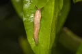 Полевой слизень (Deroceras. agreste)