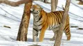 Территориальное поведение амурского тигра (Panthera tigris altaica) (Сихотэ-Алинь, Приморский край)