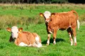 Айрширская порода крупного рогатого скота 