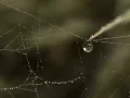 Роса на паутине