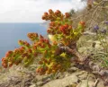 Фисташка туполистная (Pistacia atlantica subsp. mutica). Верхушка ветви с развивающимся соцветием и почкой