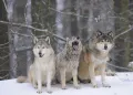 Волки (Canis lupus)