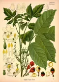 Гуарана (Paullinia cupana). Ботаническая иллюстрация