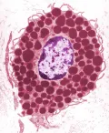 Тучная клетка