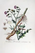 Бодяк полевой (Cirsium arvense). Ботаническая иллюстрация