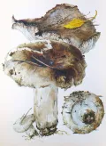 Чернушка (Russula adusta)