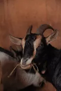 Камерунская коза