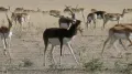 Гарна (Antilope cervicapra). Стадо