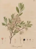 Вишня песчаная (Prunus pumila). Ботаническая иллюстрация