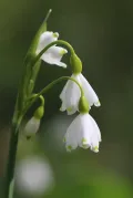 Белоцветник летний (Leucojum aestivum). Цветки