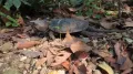 Большеголовая черепаха (Platysternon megacephalum) в движении
