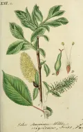 Ива мирзинолистная (Salix myrsinifolia). Ботаническая иллюстрация