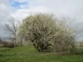 Цветущее дерево сливы растопыренной (Prunus cerasifera)