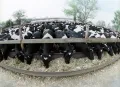 Чёрно-пёстрая порода крупного рогатого скота. Колхоз-Племзавод «Россия»