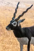 Гарна (Antilope cervicapra). Самец