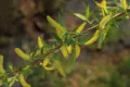 Ива чёрная (Salix nigra). Цветение