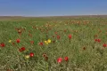 Цветение тюльпана Шренка. Богдинско-Баскунчакский заповедник (Астраханская область)