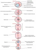 Схема последовательных стадий митоза