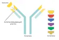 Схема взаимодействия антигена и антитела