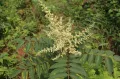 Сумах китайский (Rhus chinensis). Соцветие