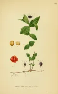 Дёрен шведский (Cornus suecica). Ботаническая иллюстрация