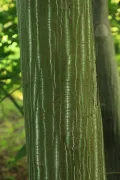 Клён зеленокорый (Acer tegmentosum). Кора
