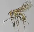 Свекловичная муха (Pegomyia betae)