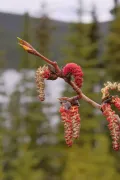 Цветение тополя бальзамического (Populus balsamifera)