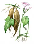 Батат (Ipomoea batatas): отрезки стебля с листьями, цветками и клубнями