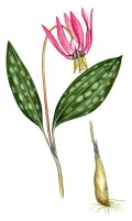 Кандык сибирский (Еrythronium sibiricum)