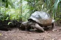 Исполинская черепаха (Aldabrachelys gigantea)