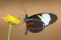 Бабочка-геликонида (Heliconius cydno) пьёт нектар