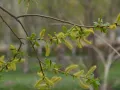 Ива ломкая (Salix × fragilis). Мужские соцветия