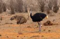 Африканские страусы (Struthio camelus). Самец и самка