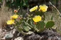 Опунция стелющаяся (Opuntia humifusa)