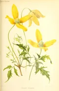 Клематис тангутский (Clematis tangutica). Ботаническая иллюстрация