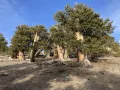Со­сна дол­го­веч­ная (Pinus longaeva)