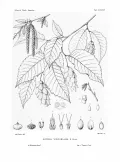 Хмелеграб виргинский (Ostrya virginiana). Ботаническая иллюстрация