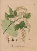 Черёмуха виргинская (Prunus virginiana). Ботаническая иллюстрация