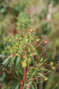 Молочай остистый (Euphorbia aristata). Соцветие