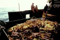 Лов крабов в Охотском море. 1991