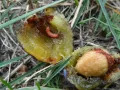 Плод сливы, повреждённый гусеницей сливовой плодожорки (Grapholita funebrana)