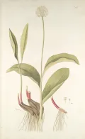 Калба (Allium victorialis). Ботаническая иллюстрация