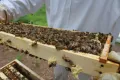 Гнездовая рамка с пчёлами
